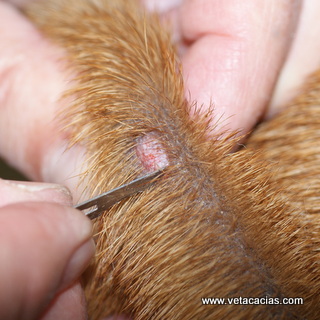clinique veterinaire orleans acacias dermatologie poisson raclage