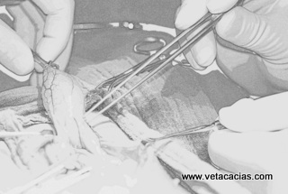 clinique veterinaire orleans chien chat chirurgie two tplo tta medecine 