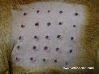 clinique veterinaire orleans acacias dermatologie poisson test
