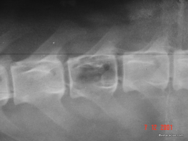 clinique veterinaire acacias orleans radiographie tumeur poisson paillassou bouvier