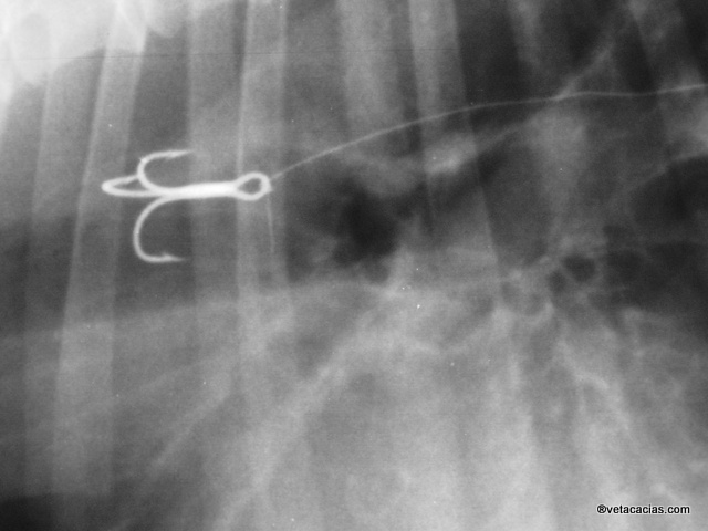 clinique veterinaire acacias orleans radiographie thorax chien poisson paillassou bouvier