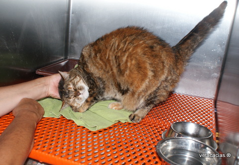 clinique veterinaire acacias orleans hospitalisation urgence chat calin