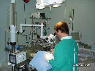clinique veterinaire acacias orleans hospitalisation urgence