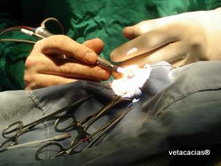 clinique veterinaire acacias orleans hospitalisation urgence