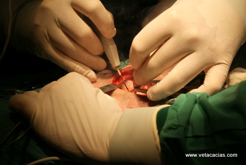 clinique veterinaire orleans chien chat chirurgie two tplo tta medecine 
