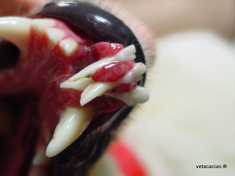 clinique veterinaire orleans acacias fracture dent poisson