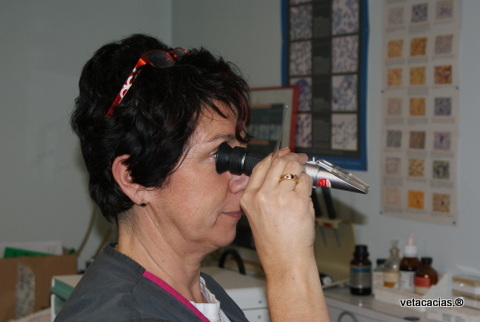 clinique veterinaire orleans acacias poisson laboratoire analyse urine